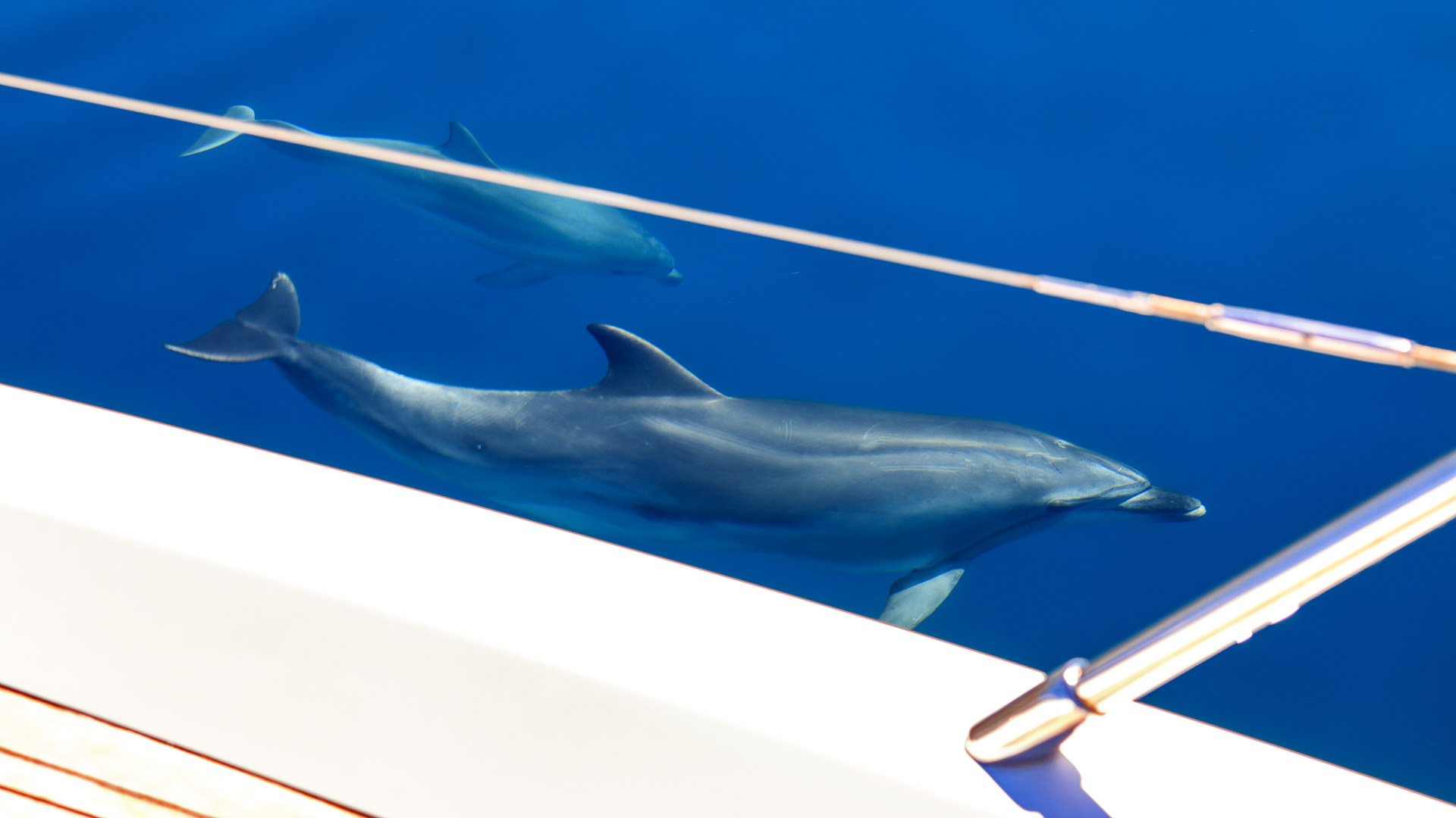 33-Pice-of-life-delfin
